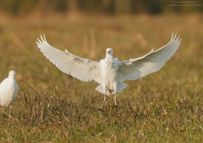 Cattle egret - Airone guardabuoi (Bubulcus ibis)