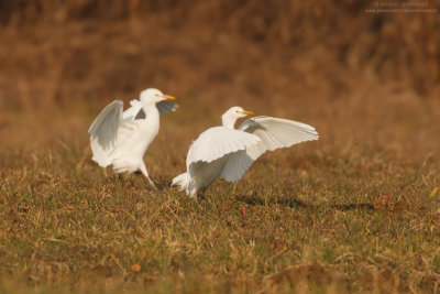 Cattle egret - Airone guardabuoi (Bubulcus ibis)