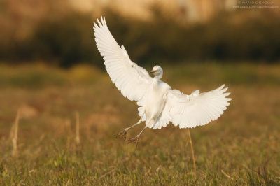 Cattle egret - Airone guardabuoi (Bubulcus ibis)
