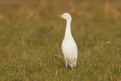 Cattle egret - Airone guardabuoi (Bubulcus ibis)