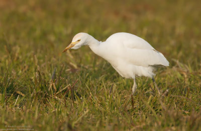 Cattle egret - Airone guardabuoi (Bubulcus ibis)