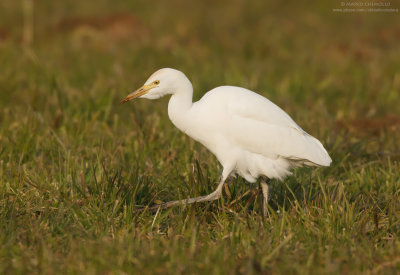 Cattle egret - Airone guardabuoi (Bubulcus ibis)