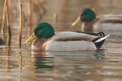 Mallard - Germano Reale (Anas platyrinchos)