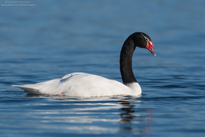 Cygnus melancoryphus