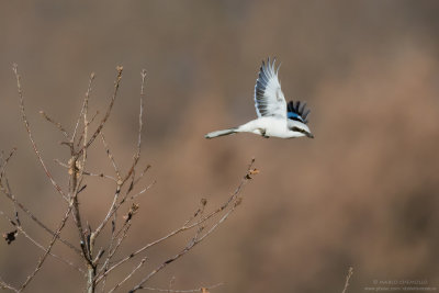 Averla maggiore - Great Grey Shrike (Lanius excubitor)