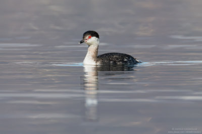 Svasso cornuto - Horned Grebe (Podiceps auritus)