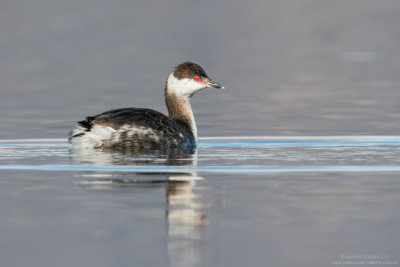 Svasso cornuto - Horned Grebe (Podiceps auritus)