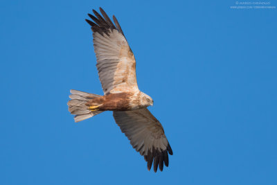 Circus aeruginosus