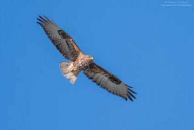 Buteo buteo