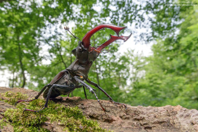 Lucanus cervus