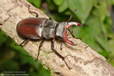 Lucanus cervus