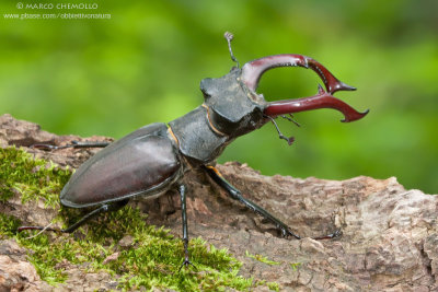 Lucanus cervus
