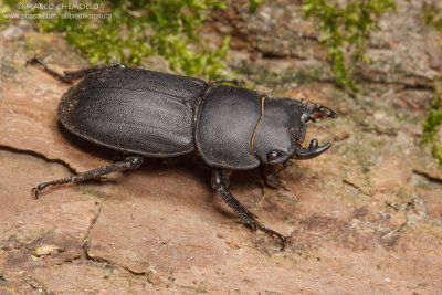 Dorcus parallelepipedus