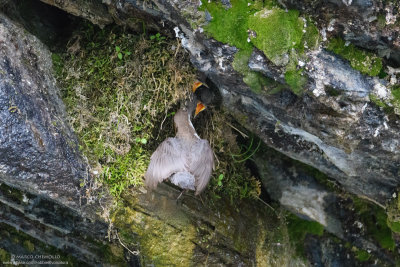 Dipper - Merlo acquaiolo (Cinclus cinclus)