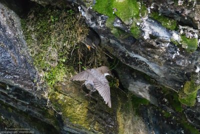 Dipper - Merlo acquaiolo (Cinclus cinclus)