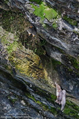 Dipper - Merlo acquaiolo (Cinclus cinclus)
