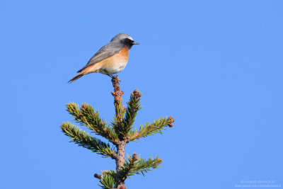 Codirosso comune - Common Redstart (Phoenicurus phoenicurus)