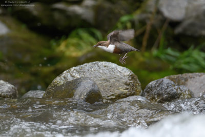 Dipper - Merlo acquaiolo (Cinclus cinclus)