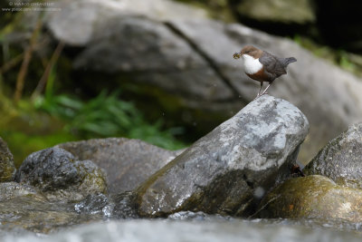 Dipper - Merlo acquaiolo (Cinclus cinclus)