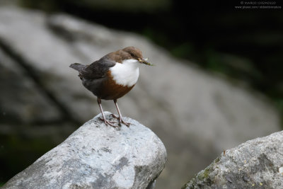 Dipper - Merlo acquaiolo (Cinclus cinclus)