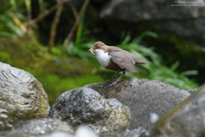 Dipper - Merlo acquaiolo (Cinclus cinclus)