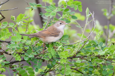 Sterpazzola - Common Whitethroat (Sylvia communis)