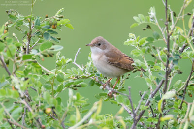 Sterpazzola - Common Whitethroat (Sylvia communis)
