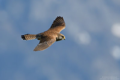 Kestrel - Gheppio (Falco tinnunculus)