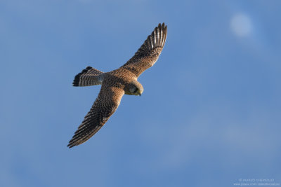 Kestrel - Gheppio (Falco tinnunculus)