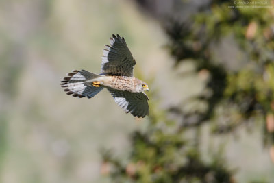 Kestrel - Gheppio (Falco tinnunculus)