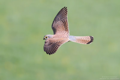 Kestrel - Gheppio (Falco tinnunculus)