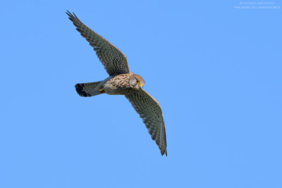 Kestrel - Gheppio (Falco tinnunculus)