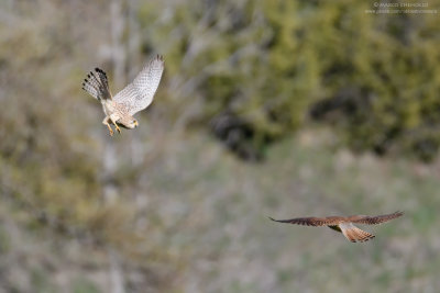 Kestrel - Gheppio (Falco tinnunculus)