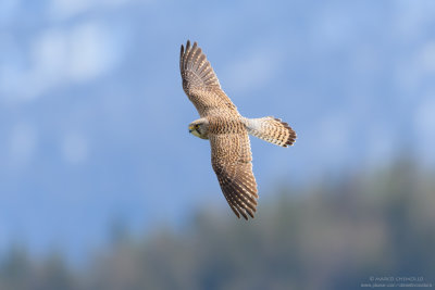 Kestrel - Gheppio (Falco tinnunculus)