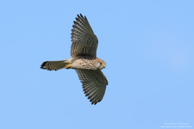 Kestrel - Gheppio (Falco tinnunculus)