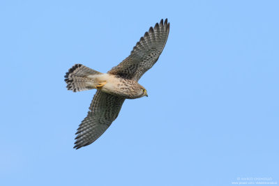 Kestrel - Gheppio (Falco tinnunculus)
