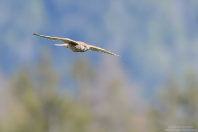 Kestrel - Gheppio (Falco tinnunculus)