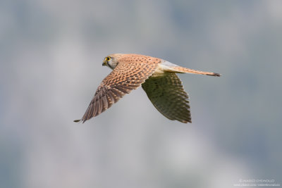 Kestrel - Gheppio (Falco tinnunculus)