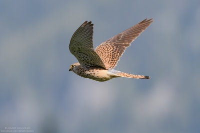 Kestrel - Gheppio (Falco tinnunculus)