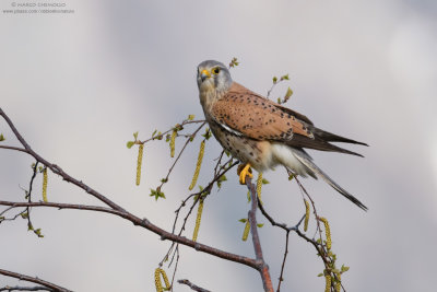 Kestrel - Gheppio (Falco tinnunculus)