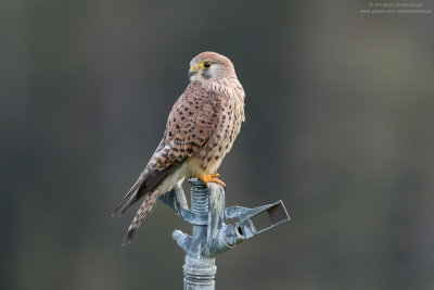 Kestrel - Gheppio (Falco tinnunculus)