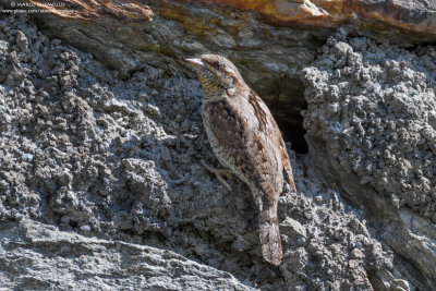 Wryneck - Torcicollo (Jynx torquilla)