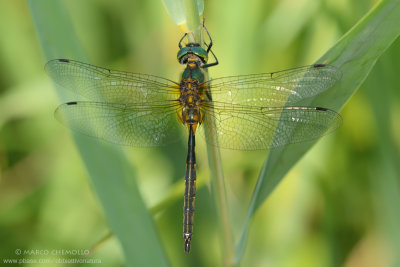 Somatochlora flavomaculata