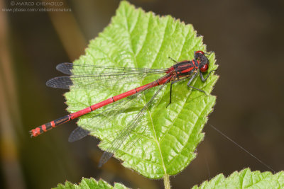 ZYGOPTERA (Damselflies)