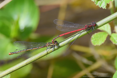 Pyrrhosoma nymphula