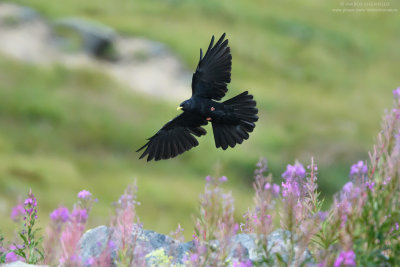 Alpine Chough - Gracchio Alpino (Pyrrhocorax graculus)