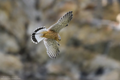 Kestrel - Gheppio (Falco tinnunculus)