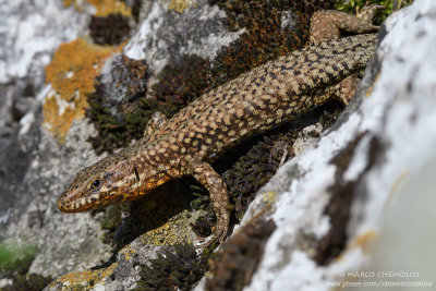 Podarcis muralis