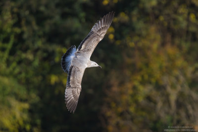 Yellow-legged Gull - Gabbiano reale (Larus michahellis)