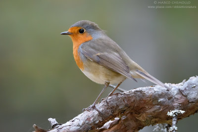 European Robin - Pettirosso (Erithacus rubecula)
